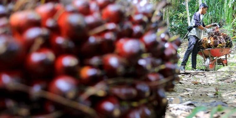 Harga CPO Lokal Tembus Rp13.172/Kg, Cek TBS Sawit di Sumut Pekan Ini 1 TBS sawit.