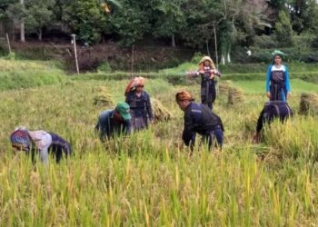Foto Ilustrasi Gotong Royong