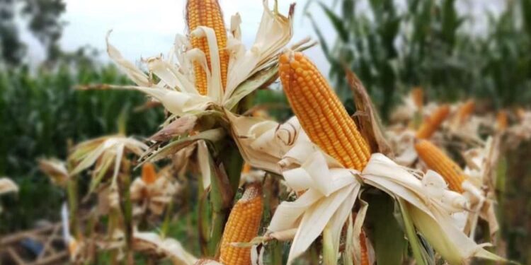Impor Jagung Disetop, Ini Alasan Pemerintah 1 Ilustrasi jagung