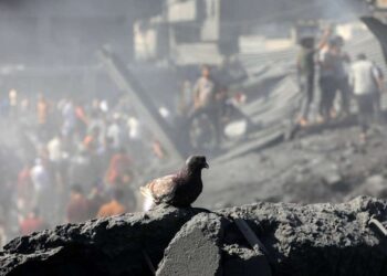Seekor merpati diantara puing-puing serangan Israel ke Gaza.
