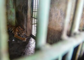 Kondisi Medan Zoo