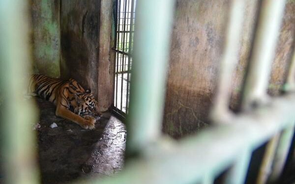 Penutupan Medan Zoo Diundur hingga Usai Libur Lebaran 1 Kondisi Medan Zoo