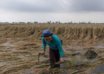 Seorang petani memeriksa tanaman padi di lahan persawahan miliknya setelah terendam banjir lebih dari sepuluh hari di Desa Cangkring, Kecamatan Karanganyar, Kabupaten Demak, Jawa Tengah, Jumat (23/2/2024)