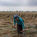 Akibat Banjir, Ribuan Hektare Sawah di Jateng Terancam Gagal Panen 2 Seorang petani memeriksa tanaman padi di lahan persawahan miliknya setelah terendam banjir lebih dari sepuluh hari di Desa Cangkring, Kecamatan Karanganyar, Kabupaten Demak, Jawa Tengah, Jumat (23/2/2024)