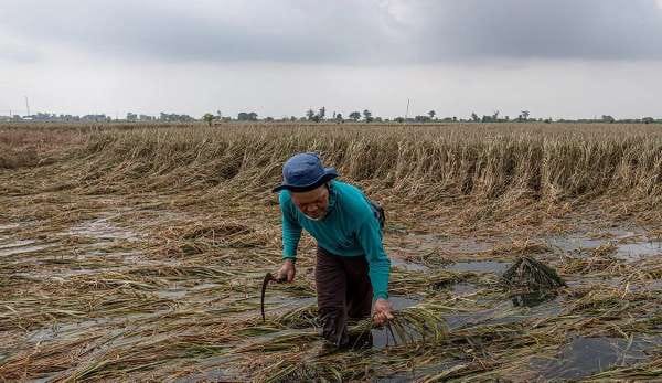 Akibat Banjir, Ribuan Hektare Sawah di Jateng Terancam Gagal Panen 1 Seorang petani memeriksa tanaman padi di lahan persawahan miliknya setelah terendam banjir lebih dari sepuluh hari di Desa Cangkring, Kecamatan Karanganyar, Kabupaten Demak, Jawa Tengah, Jumat (23/2/2024)