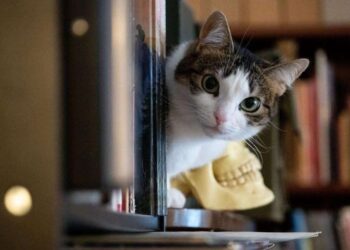 Ilustrasi kucing.