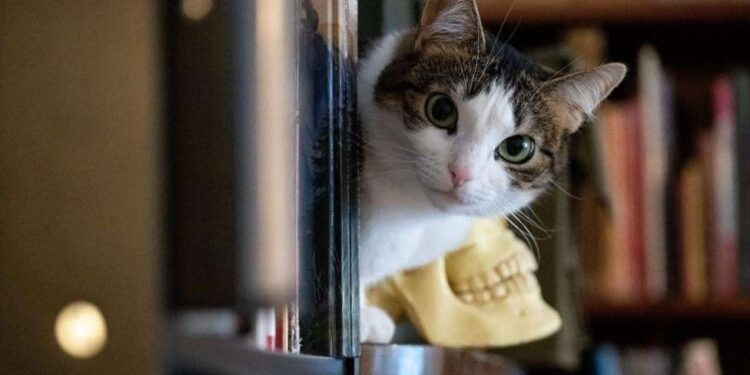 Ilustrasi kucing.