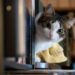 Ini 3 Manfaat Memelihara Kucing untuk Kesehatan Mental Menurut Psikolog 2 Ilustrasi kucing.