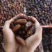 Impor Kurma Terbesar RI Berasal dari Tunisia Bukan Israel 2 Kurma