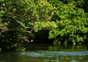 Ilustrasi mangrove.