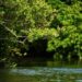 Pemprov Sumut Gencarkan Rehabilitasi Mangrove dan Perhutanan Sosial 2 Ilustrasi mangrove.