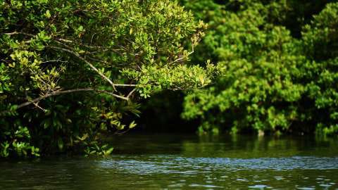 Pemprov Sumut Gencarkan Rehabilitasi Mangrove dan Perhutanan Sosial 1 Ilustrasi mangrove.