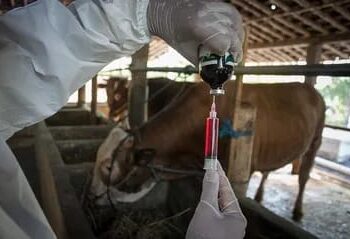 Petugas kesehatan hewan menyiapkan dosis vitamin dan vaksin antraks untuk sapi ternak warga