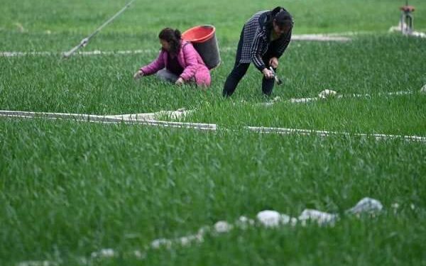 Para petani tengah bekerja di ladang gandum di Kota Shimen, Distrik Wudu, Kota Longnan, Provinsi Gansu, China barat laut.