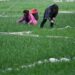 Dukung Pertanian Musim Semi, China Alokasikan 830 Juta Yuan 2 Para petani tengah bekerja di ladang gandum di Kota Shimen, Distrik Wudu, Kota Longnan, Provinsi Gansu, China barat laut.
