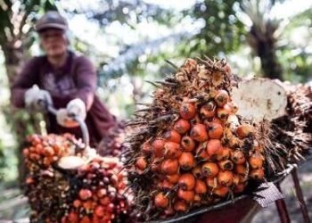 Petani sawit.