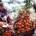 Pabrik Tanpa Kebun Marak, Gubernur dan Bupati Diminta Awasi Pendirian PKS 2 Petani sawit.