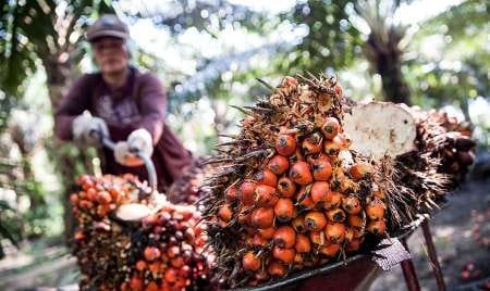 Cek! Harga Patokan CPO Lokal dan TBS di Sumut Pekan Ini 1 Petani sawit.