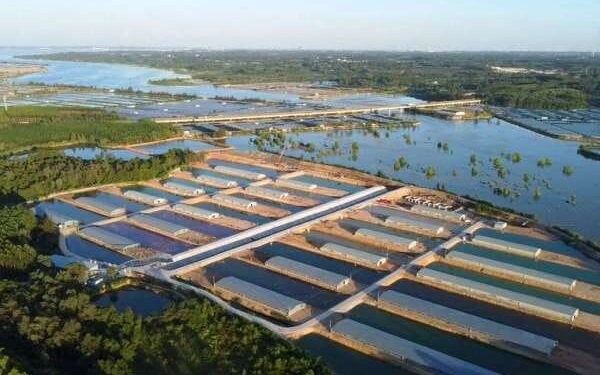 Foto dari udara memperlihatkan basis demonstrasi peternakan bebek laut di Desa Qunzhu, Kota Beihai, Daerah Otonomi Guangxi Zhuang, China.