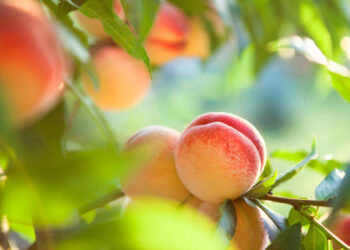 Buah persik.