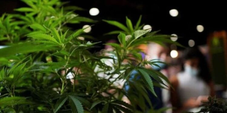 Polres Simalungun Temukan Pohon Ganja di Ladang Warga Dolok Silau 1 Ilustrasi ganja.
