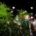 Polres Simalungun Temukan Pohon Ganja di Ladang Warga Dolok Silau 2 Ilustrasi ganja.