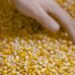 8.000 Ton Jagung Pakan Impor Masuk ke Sumut, Menyusul 2.000 Ton Lagi 2 Jagung pakan ternak.