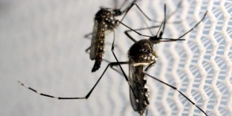 AI Bantu Tingkatkan Sensitivitas dan Akurasi Sistem Diagnosis Malaria 1 Ilustrasi nyamuk.