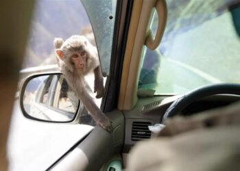 Seekor monyet liar terlihat di dekat mobil di Daerah Otonomi Tibet, China.