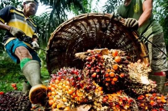 Pasca Libur Lebaran, Harga CPO dan TBS Sawit di Sumut Anjlok 1 TBS sawit.