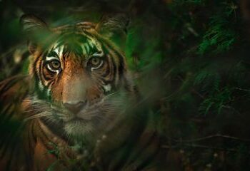 Ilustrasi harimau.