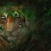 Ilustrasi harimau.