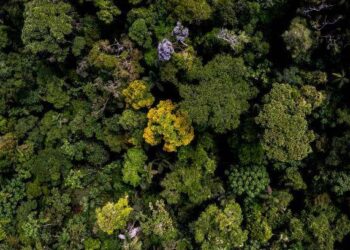 Keanekaragaman hutan Amazon.