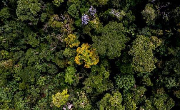 Hutan Hujan Amazon Lambat Pulih akibat Kekeringan 1 Keanekaragaman hutan Amazon.