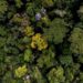 Hutan Hujan Amazon Lambat Pulih akibat Kekeringan 2 Keanekaragaman hutan Amazon.
