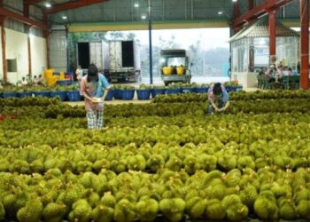 Anggota staf memberi label durian untuk diekspor ke China di pabrik pengolahan durian di provinsi Dak Lak, Vietnam.