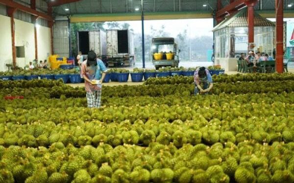 Thailand Jadi Pengimpor Durian Vietnam Terbesar Kedua 1 Anggota staf memberi label durian untuk diekspor ke China di pabrik pengolahan durian di provinsi Dak Lak, Vietnam.
