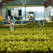 Anggota staf memberi label durian untuk diekspor ke China di pabrik pengolahan durian di provinsi Dak Lak, Vietnam.