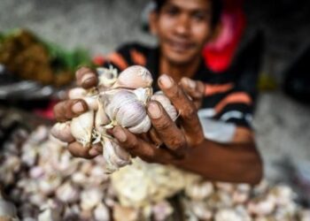Ilustrasi pedagang bawang putih.