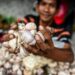 Ilustrasi pedagang bawang putih.