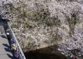Orang sedang melihat sakura bermekaran di tepi Sungai Kanda, Tokyo, Jepang, 10 April 2024.