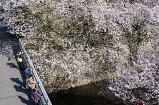 68.000 Lansia di Jepang Diprediksi akan Hidup dan Meninggal Sendirian 1 Orang sedang melihat sakura bermekaran di tepi Sungai Kanda, Tokyo, Jepang, 10 April 2024.
