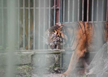 Harimau Sumatera bernama Puti Malabin.