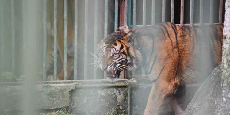 KLHK Melepasliarkan Harimau Puti Malabin ke Habitat Alami di Sumbar 1 Harimau Sumatera bernama Puti Malabin.