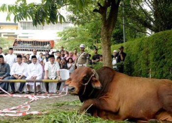 Penyembelihan hewan kurban Pemprov Sumut.