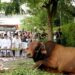 Penyembelihan hewan kurban Pemprov Sumut.