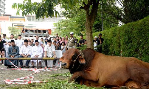 Pemprov Sumut Sembelih 161 Hewan Kurban 1 Penyembelihan hewan kurban Pemprov Sumut.