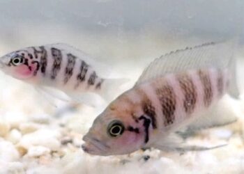 Ikan Neolamprologus savoryi dari spesies ikan siklid.