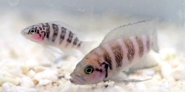 Ikan Neolamprologus savoryi dari spesies ikan siklid.