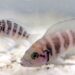 Ikan Neolamprologus savoryi dari spesies ikan siklid.